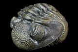 Long Enrolled Pedinopariops Trilobite - Incredible Preservation #76208-1